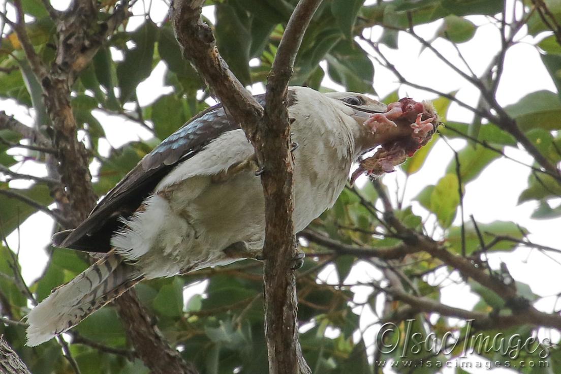 Click image for larger version

Name:	3693-Kookaburra_Catch.jpg
Views:	61
Size:	116.9 KB
ID:	482820