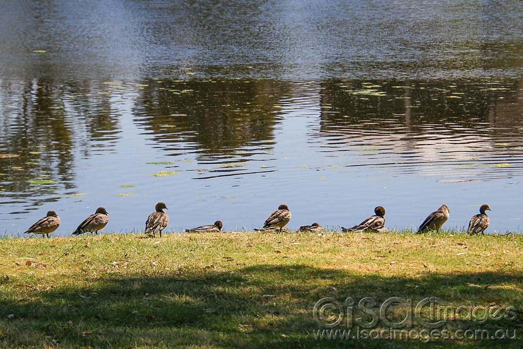 Click image for larger version

Name:	0002-Ducks-in-a-Row.jpg
Views:	55
Size:	268.6 KB
ID:	458795