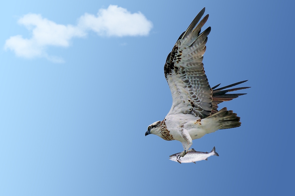 Click image for larger version

Name:	Osprey.jpg
Views:	95
Size:	183.4 KB
ID:	476411