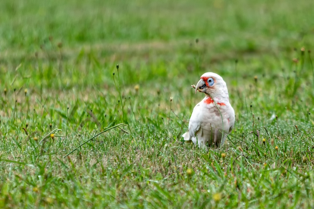 Click image for larger version

Name:	Long Billed Corella 1.jpg
Views:	54
Size:	461.5 KB
ID:	469812