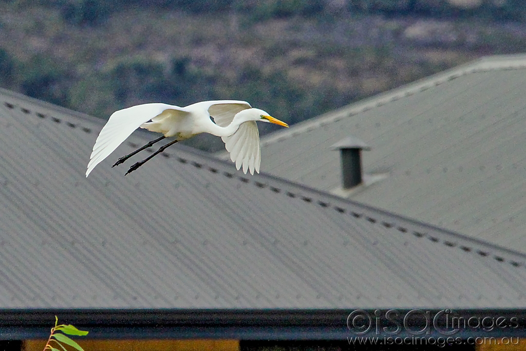 Click image for larger version

Name:	0097-Suburban_Egret.jpg
Views:	64
Size:	459.7 KB
ID:	470344