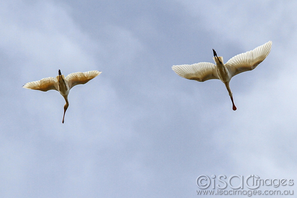 Click image for larger version

Name:	0204-Yelow_Billed_Spoonbills.jpg
Views:	52
Size:	376.5 KB
ID:	470345