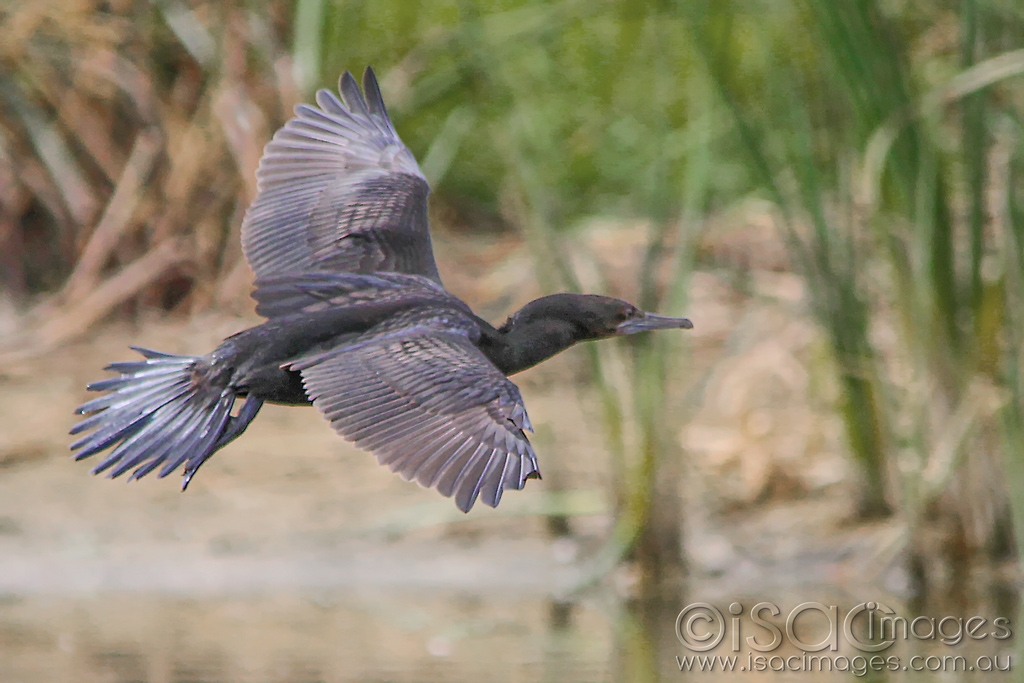 Click image for larger version

Name:	9520-Cormorant.jpg
Views:	61
Size:	389.9 KB
ID:	470341