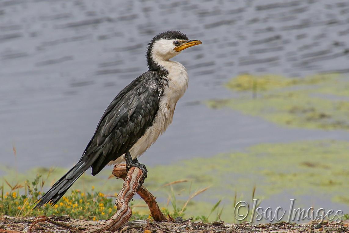 Click image for larger version

Name:	3754-Little_Pied_Cormorant.jpg
Views:	69
Size:	89.0 KB
ID:	482819