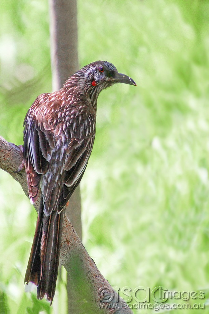Click image for larger version

Name:	0032-Red-Wattle-Bird-E.jpg
Views:	50
Size:	154.9 KB
ID:	458887