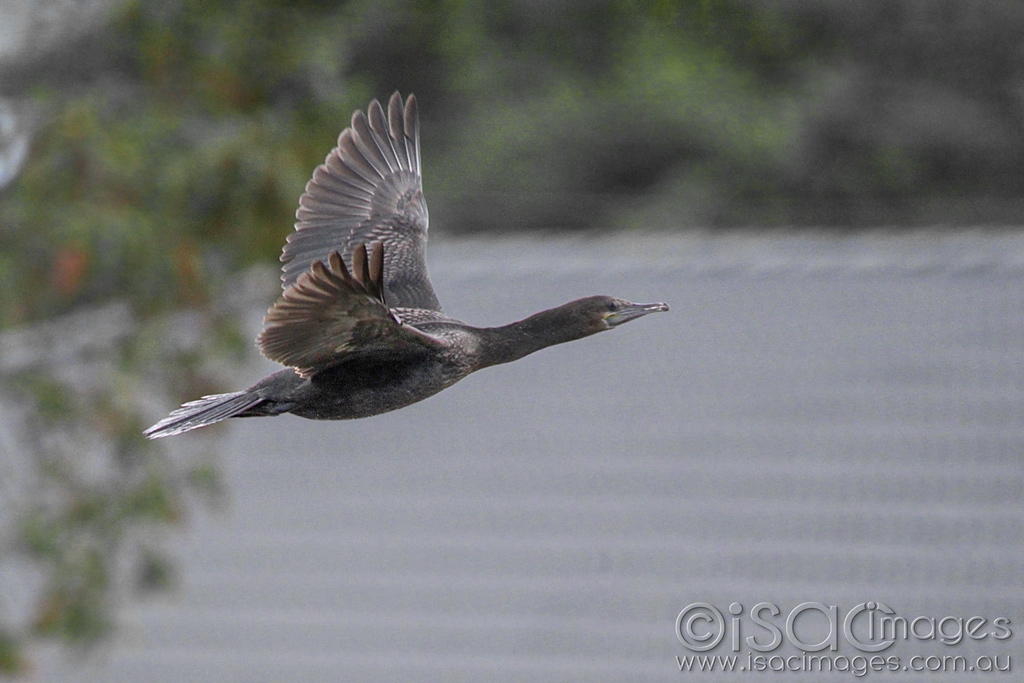 Click image for larger version

Name:	0162-Cormorant.jpg
Views:	56
Size:	385.4 KB
ID:	470340