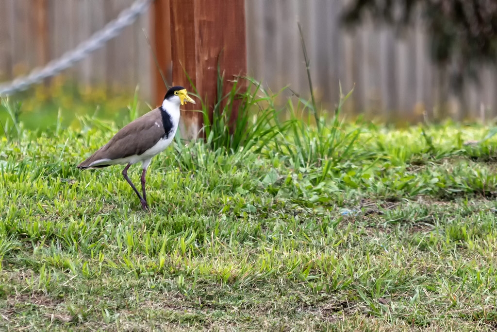 Click image for larger version

Name:	Masked Lapwing.jpg
Views:	47
Size:	554.3 KB
ID:	469818