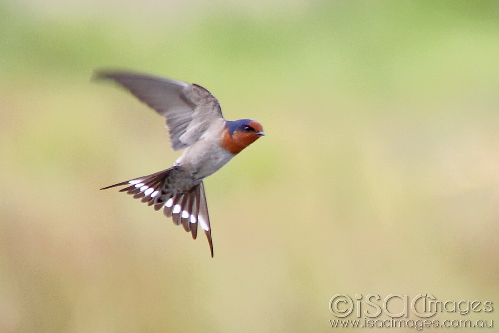 Click image for larger version

Name:	9775-Welcome_Swallow.jpg
Views:	60
Size:	343.2 KB
ID:	470342