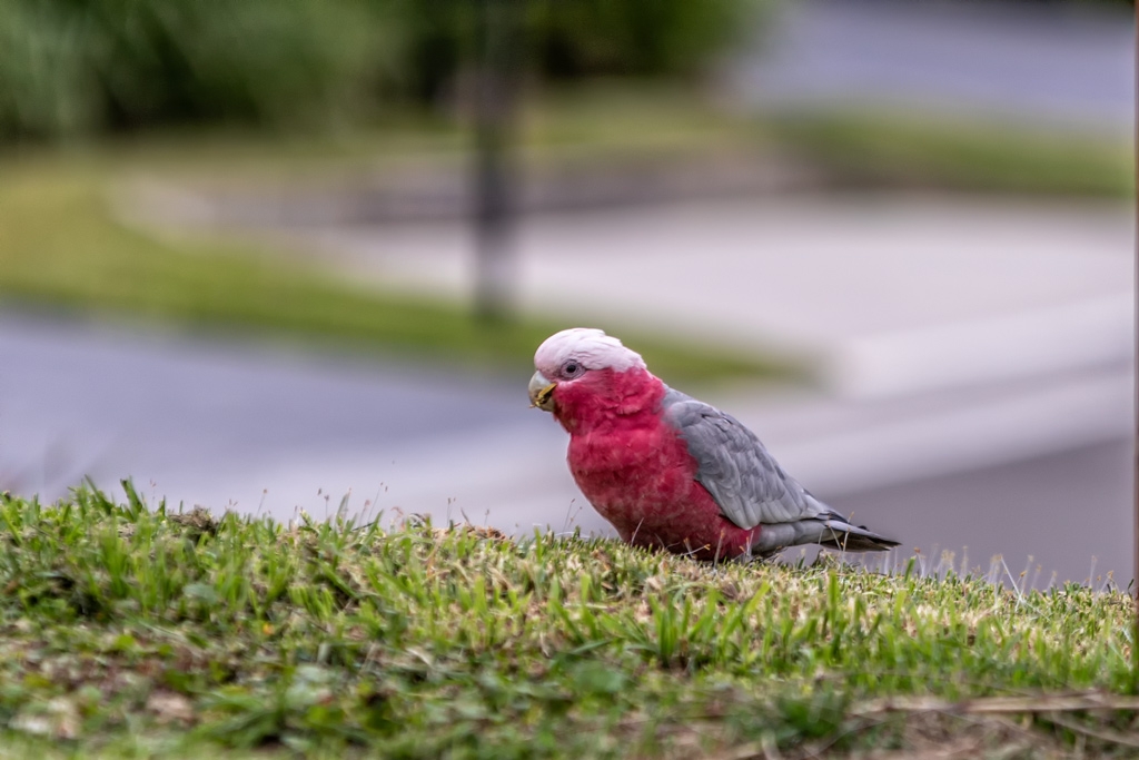 Click image for larger version

Name:	Galah 5.jpg
Views:	45
Size:	329.2 KB
ID:	469815