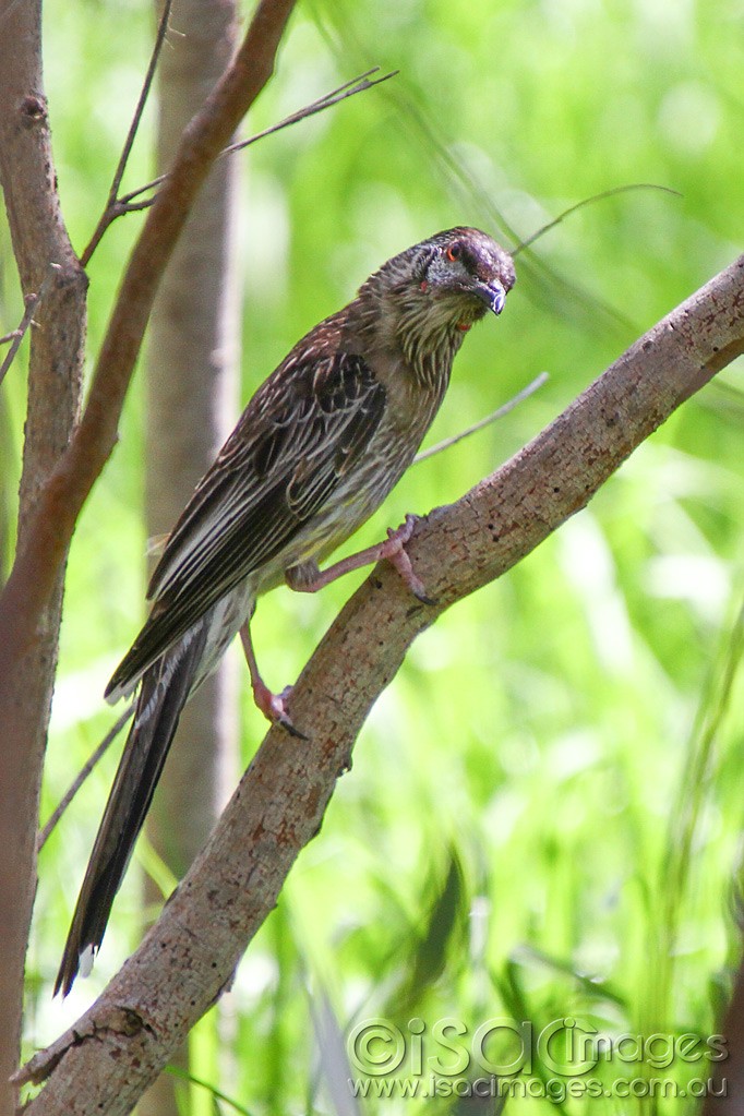 Click image for larger version

Name:	0024-Red Wattle Bird.jpg
Views:	57
Size:	181.3 KB
ID:	458798