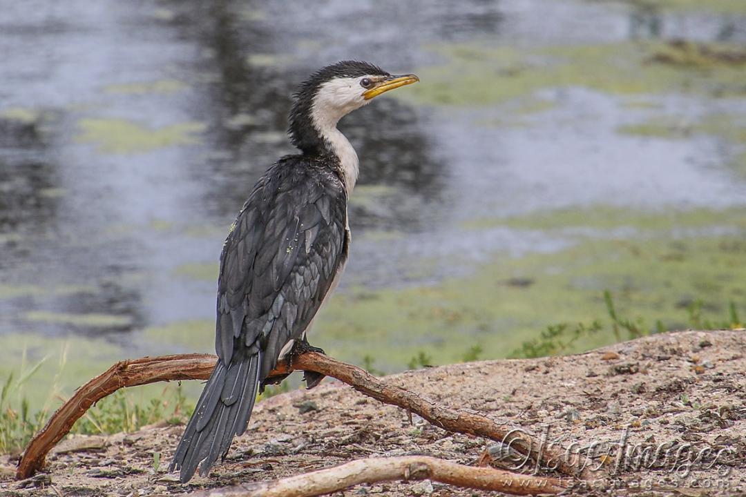 Click image for larger version

Name:	3732-Little_Pied_Cormorant.jpg
Views:	64
Size:	108.3 KB
ID:	482821