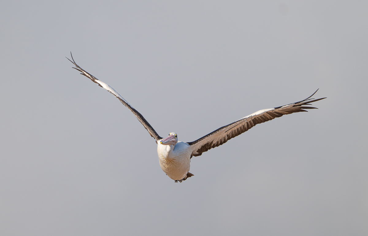 Click image for larger version

Name:	20241203_King_Island_0028.jpg
Views:	33
Size:	177.8 KB
ID:	510620