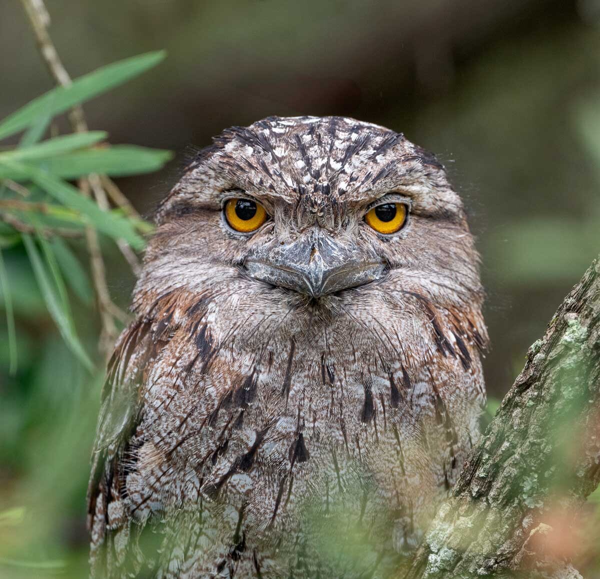 Click image for larger version

Name:	20241214_Frogmouths_0013-Edit.jpg
Views:	27
Size:	309.6 KB
ID:	510737
