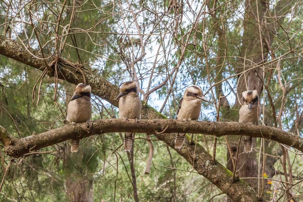 Click image for larger version

Name:	4 Kookas.jpg
Views:	45
Size:	249.2 KB
ID:	461555