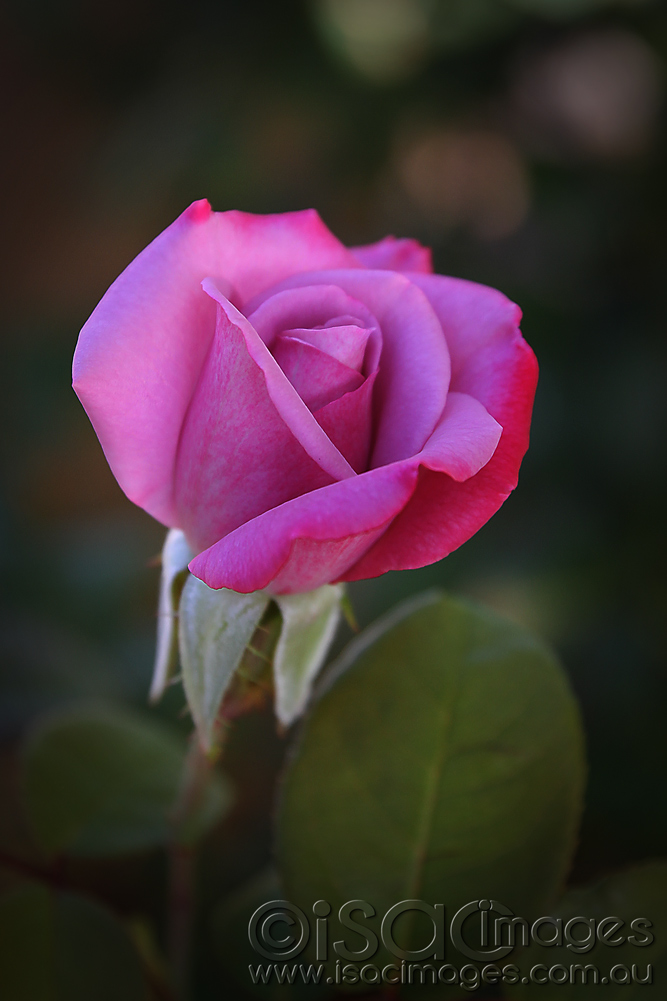 Click image for larger version

Name:	0565-Deep-Purple-Rose.jpg
Views:	42
Size:	229.6 KB
ID:	449441