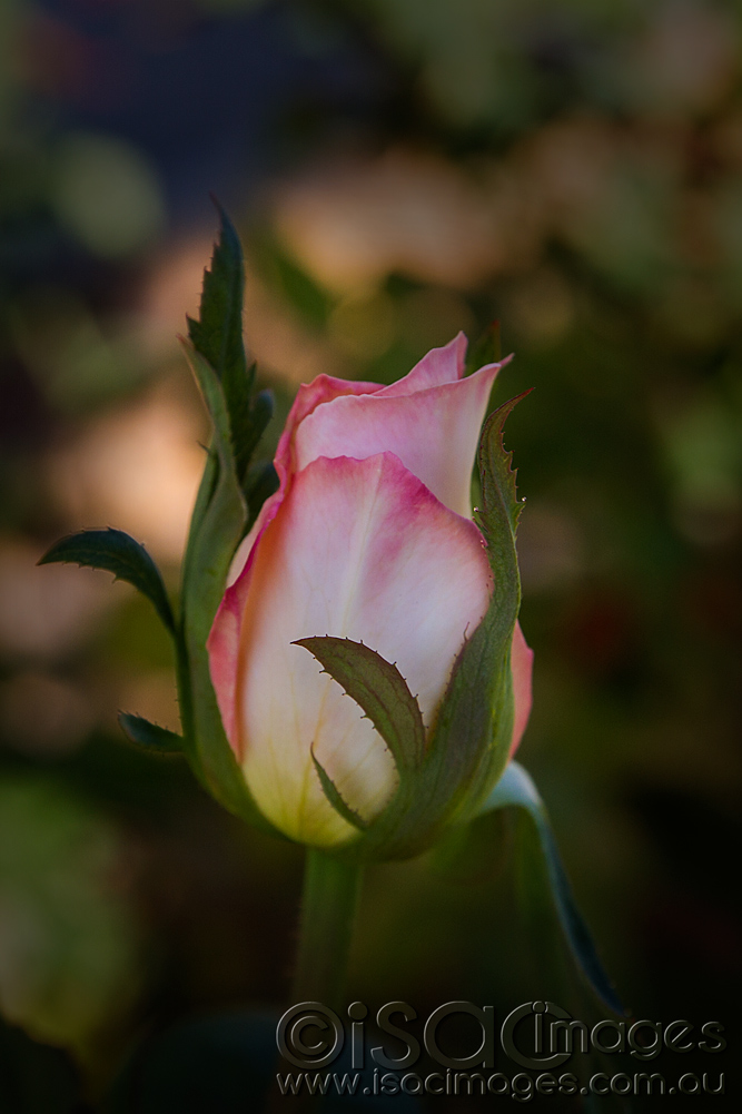 Click image for larger version

Name:	0560-Peace-Rose.jpg
Views:	43
Size:	226.5 KB
ID:	449439