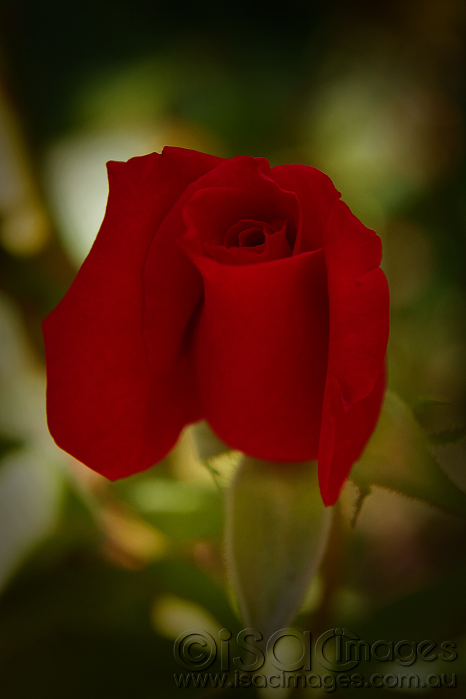 Click image for larger version

Name:	0550-Red-Rose.jpg
Views:	40
Size:	231.8 KB
ID:	449440