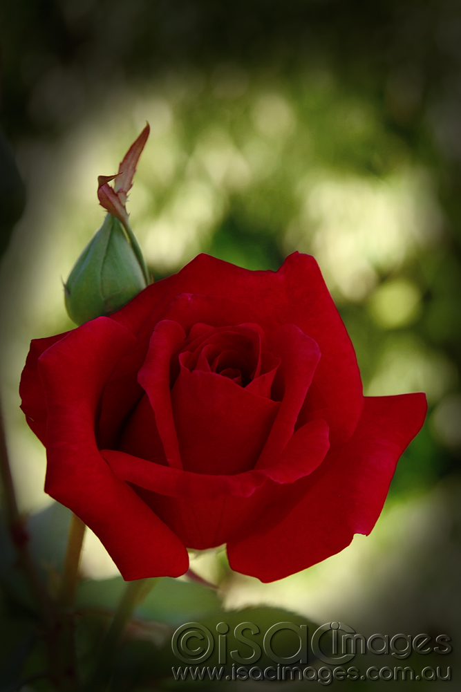 Click image for larger version

Name:	0556-Red-Rose.jpg
Views:	43
Size:	223.5 KB
ID:	449442
