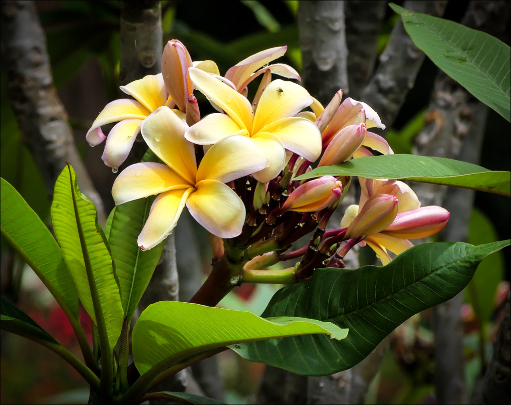 Click image for larger version

Name:	Frangipani.jpg
Views:	28
Size:	245.6 KB
ID:	448568