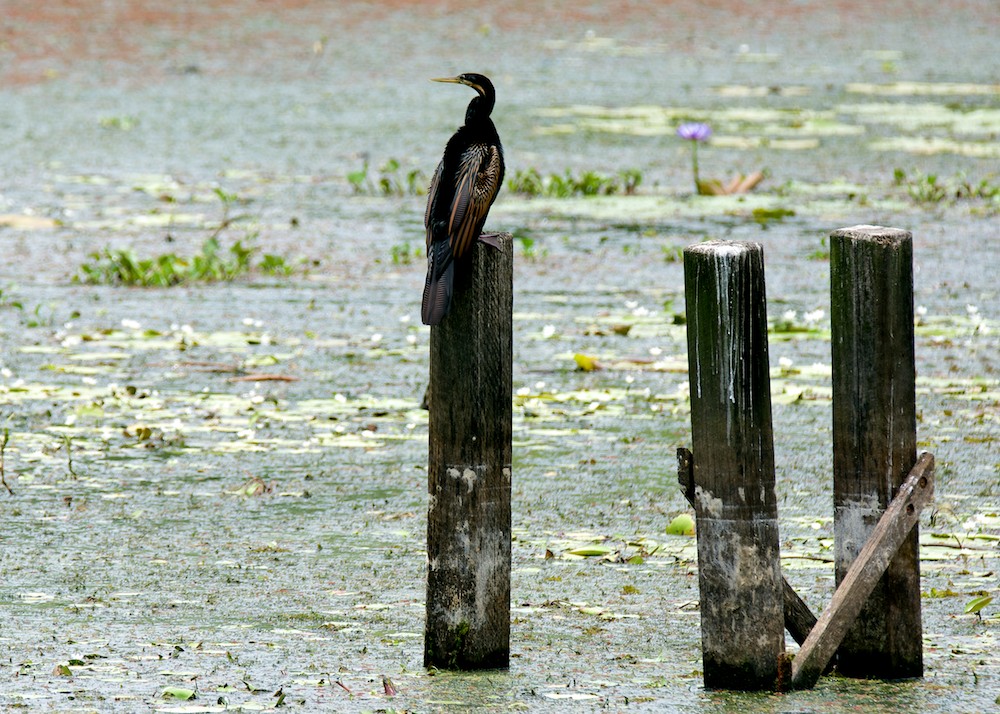 Click image for larger version

Name:	DSC_4458.jpg
Views:	42
Size:	260.4 KB
ID:	448443