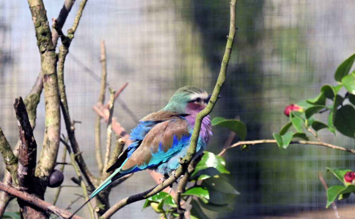 Click image for larger version

Name:	DSC_1013a.jpg
Views:	21
Size:	176.8 KB
ID:	511878