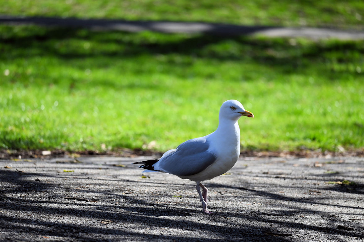 Click image for larger version

Name:	DSC_1306a.jpg
Views:	35
Size:	196.5 KB
ID:	511892