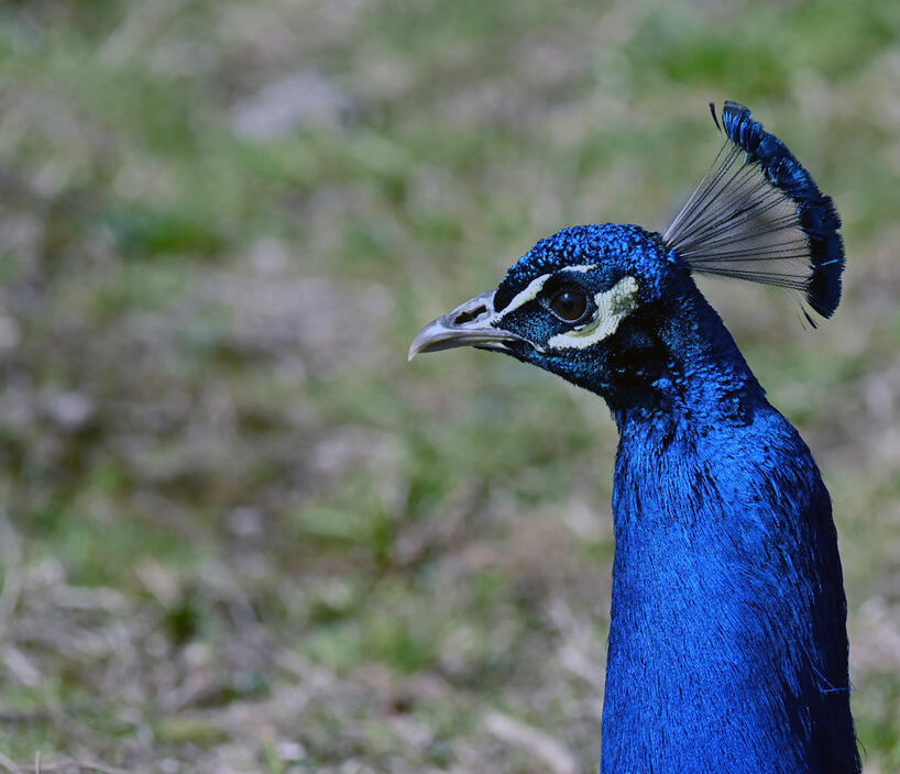 Click image for larger version

Name:	DSC_0669a.jpg
Views:	34
Size:	109.4 KB
ID:	511893