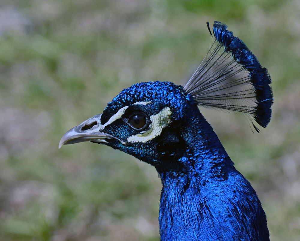 Click image for larger version

Name:	DSC_0669a.jpg
Views:	22
Size:	165.7 KB
ID:	511938