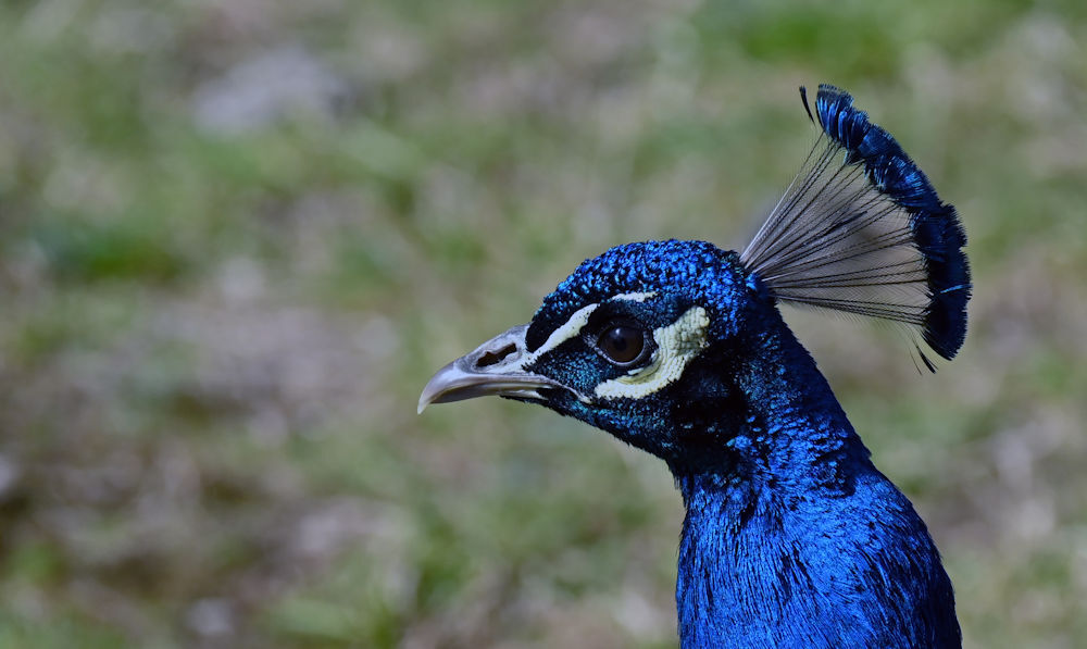 Click image for larger version

Name:	DSC_0669aaa.jpg
Views:	21
Size:	114.2 KB
ID:	511939