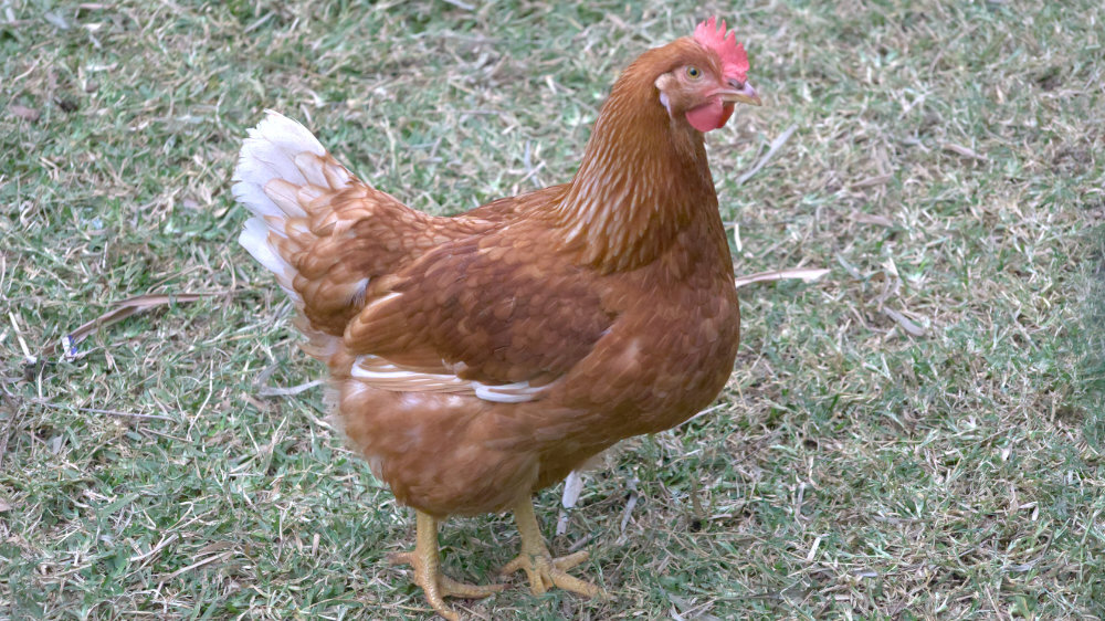 Click image for larger version

Name:	chook.jpg
Views:	30
Size:	225.9 KB
ID:	512661