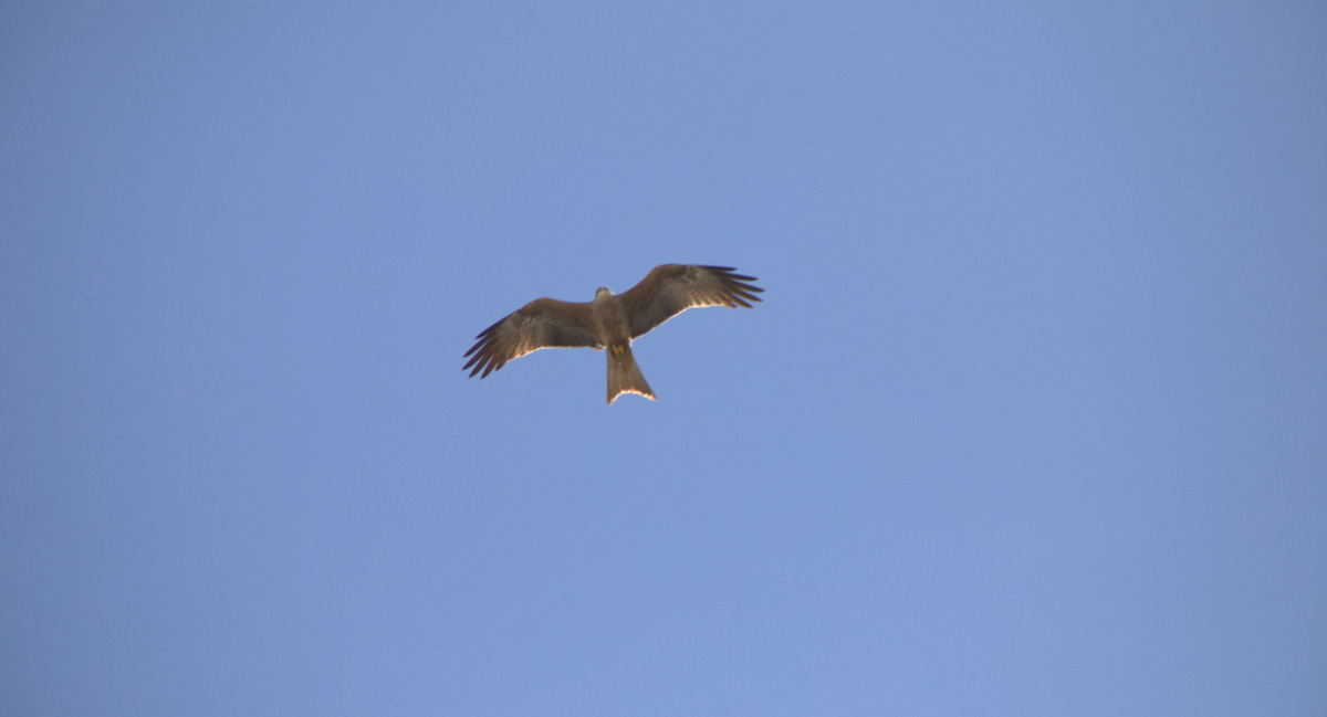 Click image for larger version  Name:	kite.jpg Views:	0 Size:	113.8 KB ID:	512782