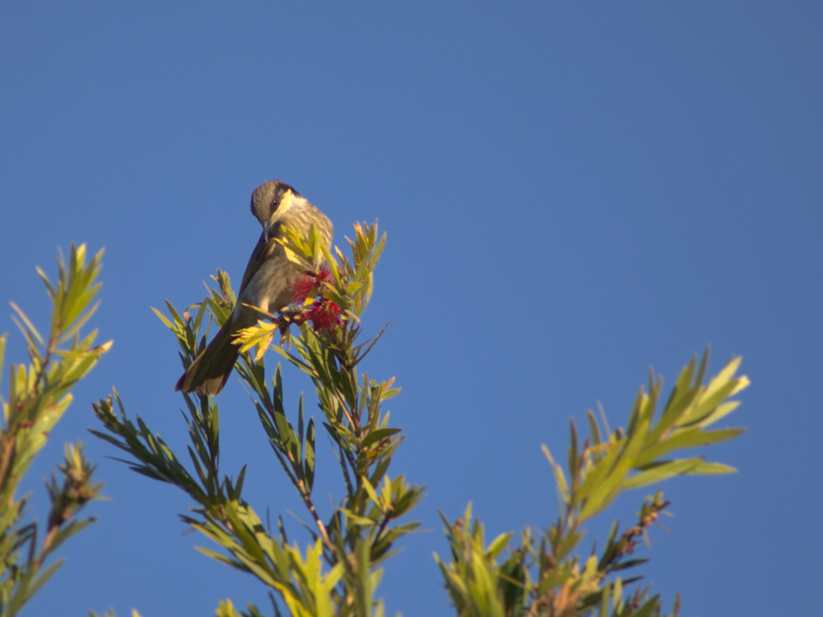 Click image for larger version

Name:	singing honeyeater2.jpg
Views:	17
Size:	224.2 KB
ID:	512830