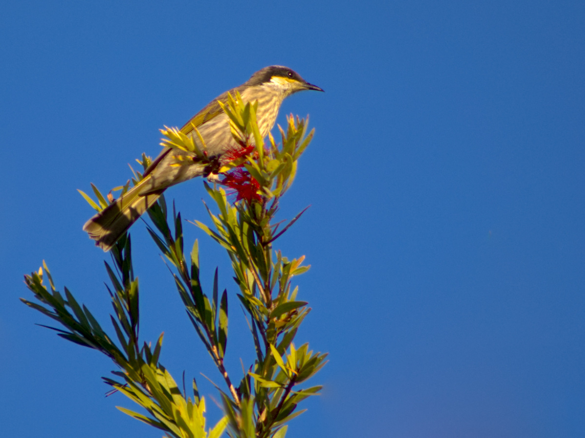 Click image for larger version

Name:	singing honeyeater1.jpg
Views:	20
Size:	270.7 KB
ID:	512829