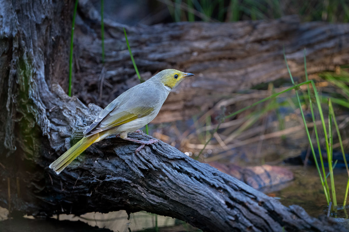 Click image for larger version

Name:	20250507_Myall_Park_0637-Edit.jpg
Views:	21
Size:	257.8 KB
ID:	512838