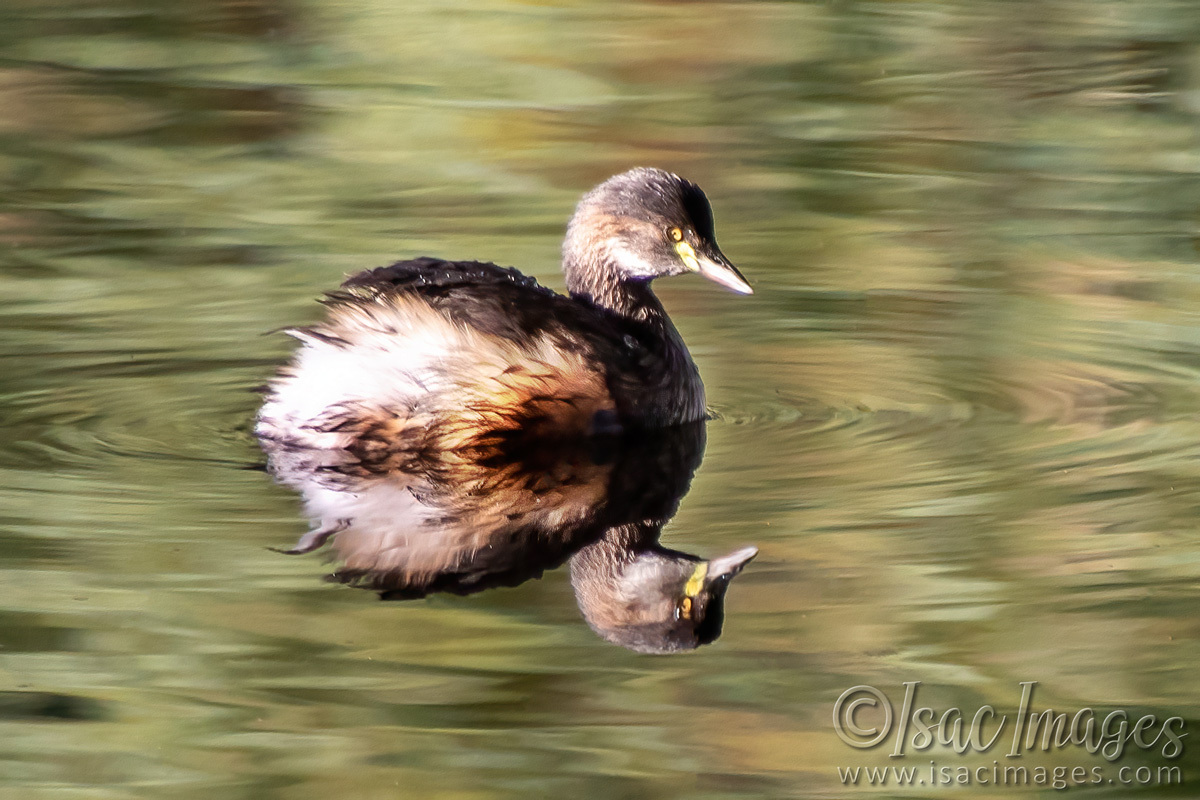Click image for larger version

Name:	1838-Grebe.jpg
Views:	33
Size:	301.7 KB
ID:	512922