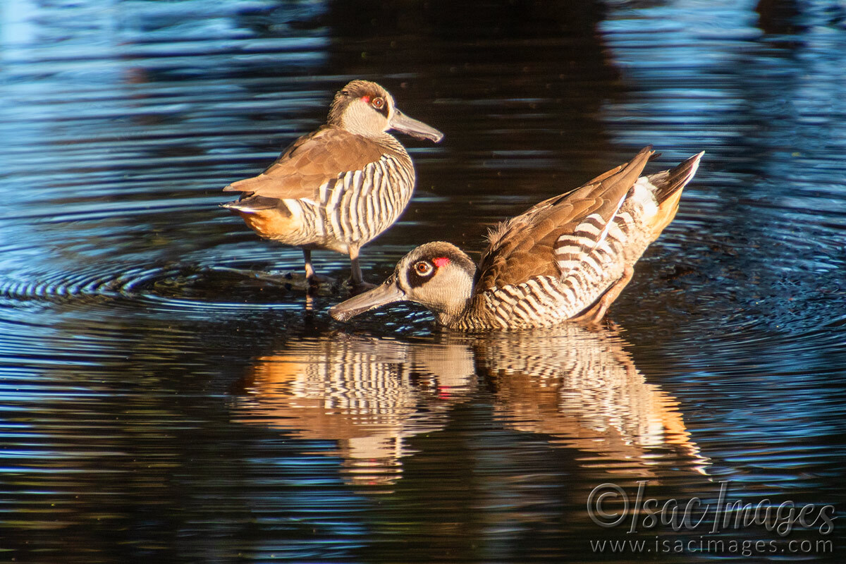 Click image for larger version

Name:	1885-Pink-Eared-Ducks.jpg
Views:	18
Size:	316.7 KB
ID:	512923