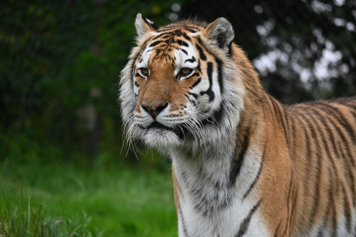Click image for larger version

Name:	DSC_3451 use.jpg
Views:	24
Size:	163.4 KB
ID:	512960