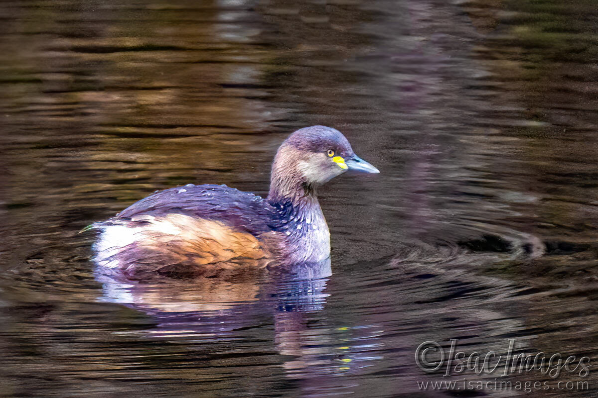 Click image for larger version

Name:	1895-Grebe.jpg
Views:	7
Size:	209.6 KB
ID:	513022