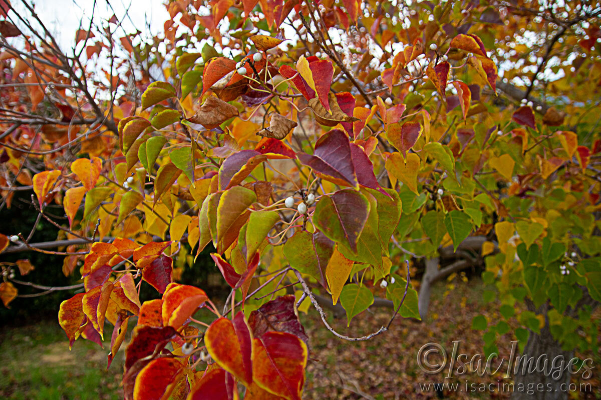 Click image for larger version

Name:	1896-Coloured-Leaves.jpg
Views:	10
Size:	321.7 KB
ID:	513024
