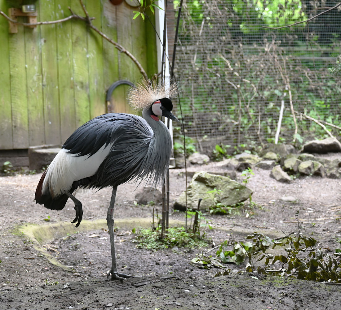 Click image for larger version

Name:	DSC_3664 copy.jpg
Views:	5
Size:	318.9 KB
ID:	513094