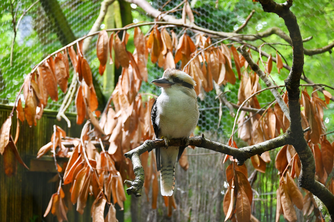 Click image for larger version

Name:	DSC_3860 copy.jpg
Views:	5
Size:	240.9 KB
ID:	513096