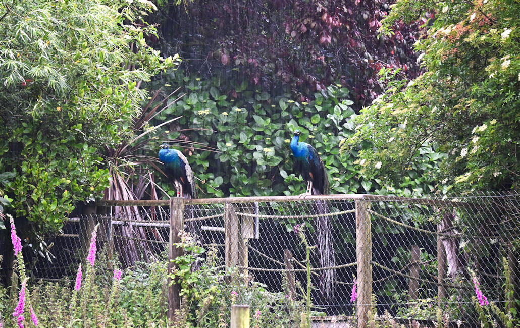 Click image for larger version

Name:	DSC_4063 copy 2.jpg
Views:	5
Size:	307.5 KB
ID:	513098