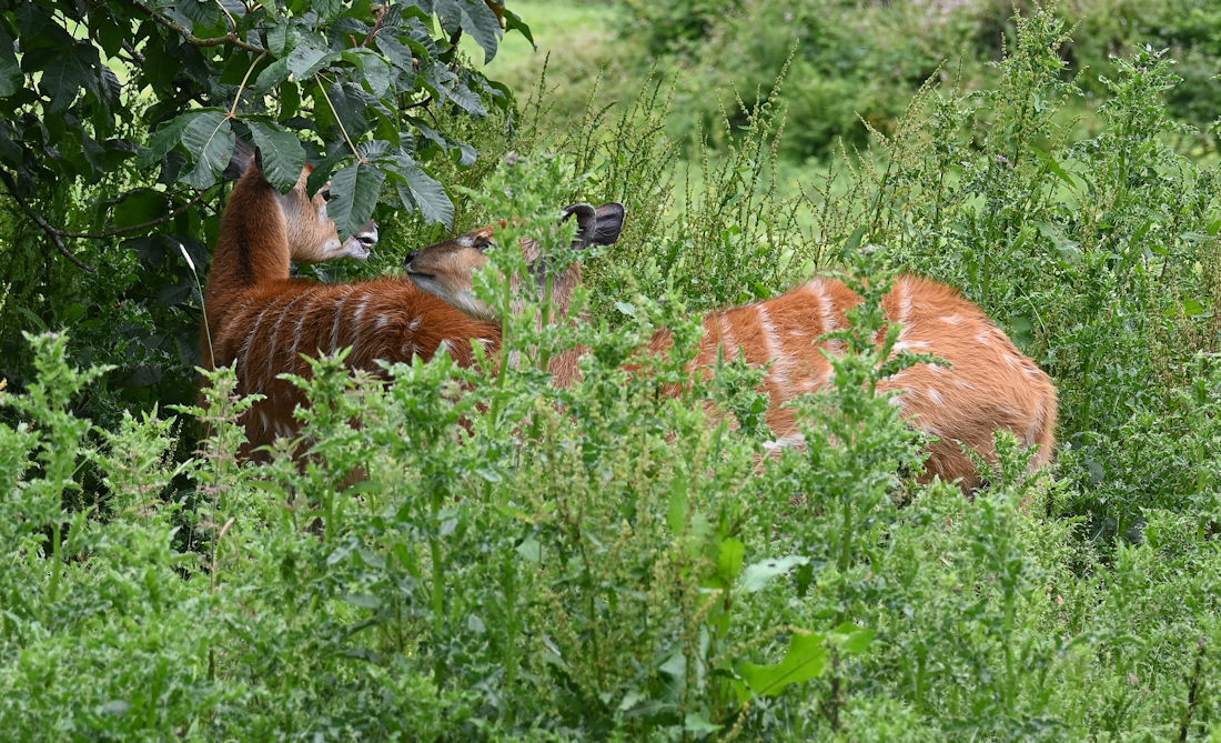 Click image for larger version

Name:	DSC_3649 copy.jpg
Views:	11
Size:	303.8 KB
ID:	513106