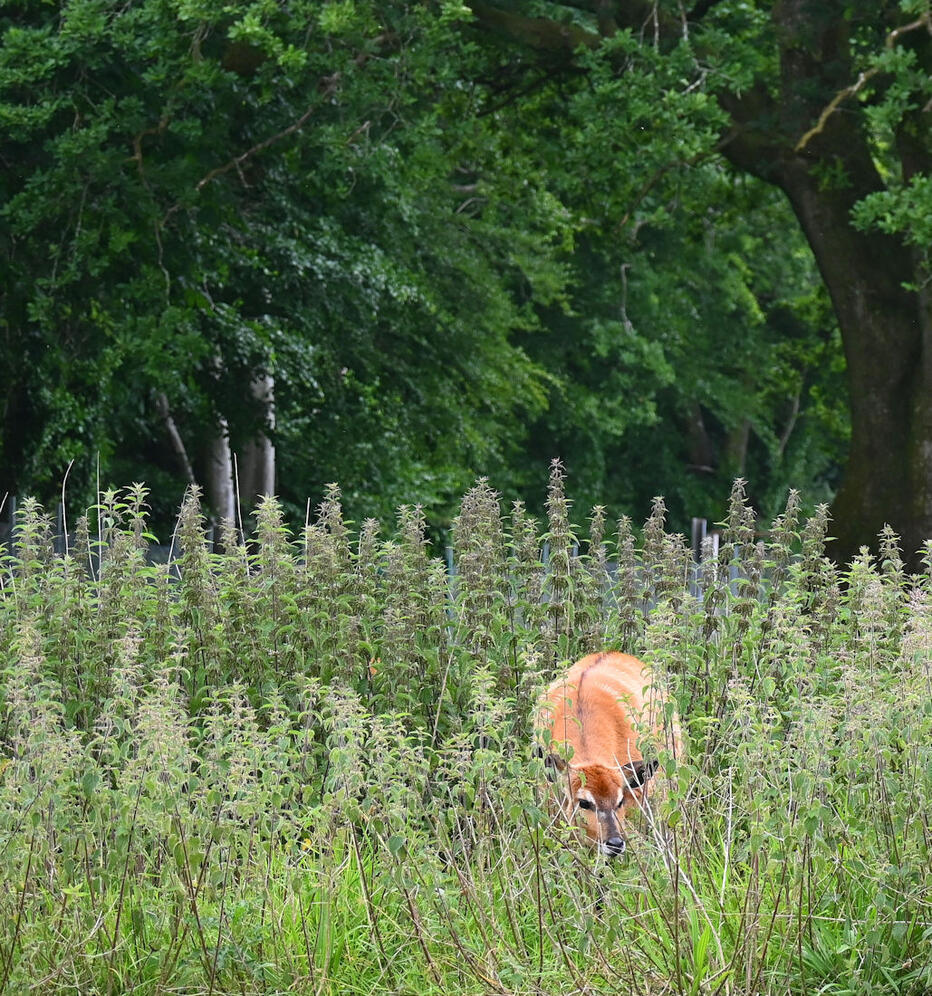 Click image for larger version

Name:	DSC_3658 copy.jpg
Views:	11
Size:	311.5 KB
ID:	513107