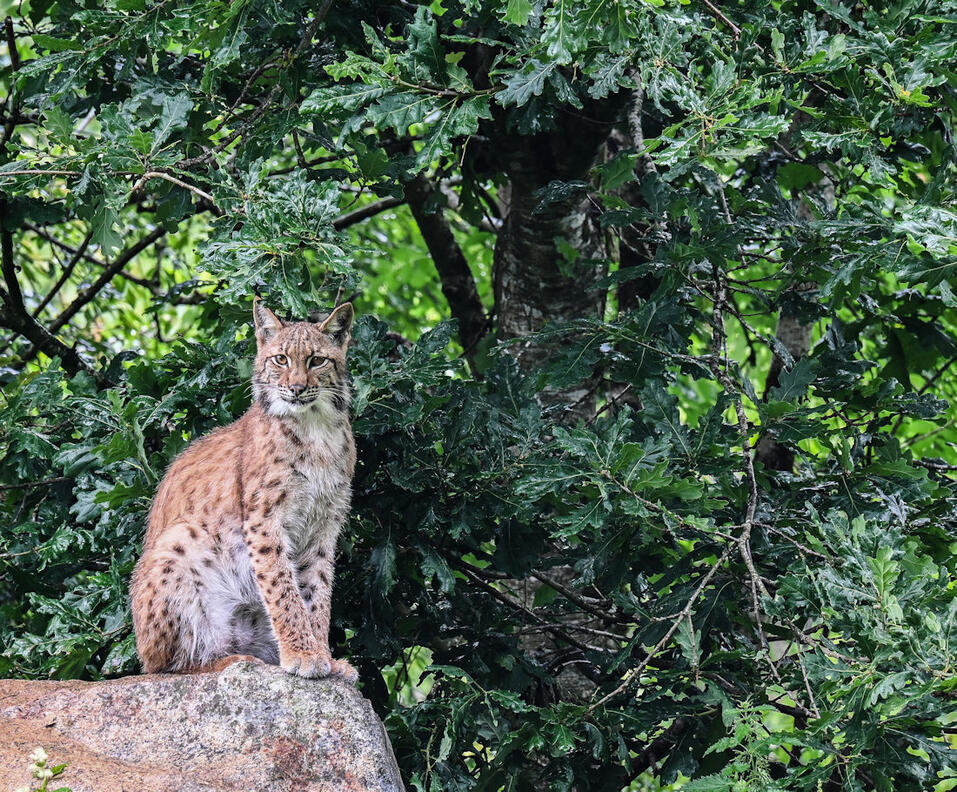 Click image for larger version

Name:	DSC_3991 copy 2.jpg
Views:	16
Size:	314.8 KB
ID:	513109