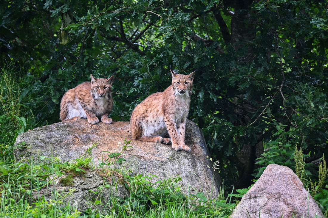 Click image for larger version

Name:	DSC_4038 copy 2.jpg
Views:	13
Size:	312.8 KB
ID:	513110