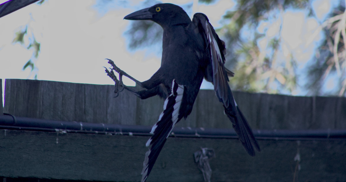 Click image for larger version

Name:	pied currawong1.jpg
Views:	6
Size:	109.9 KB
ID:	513126