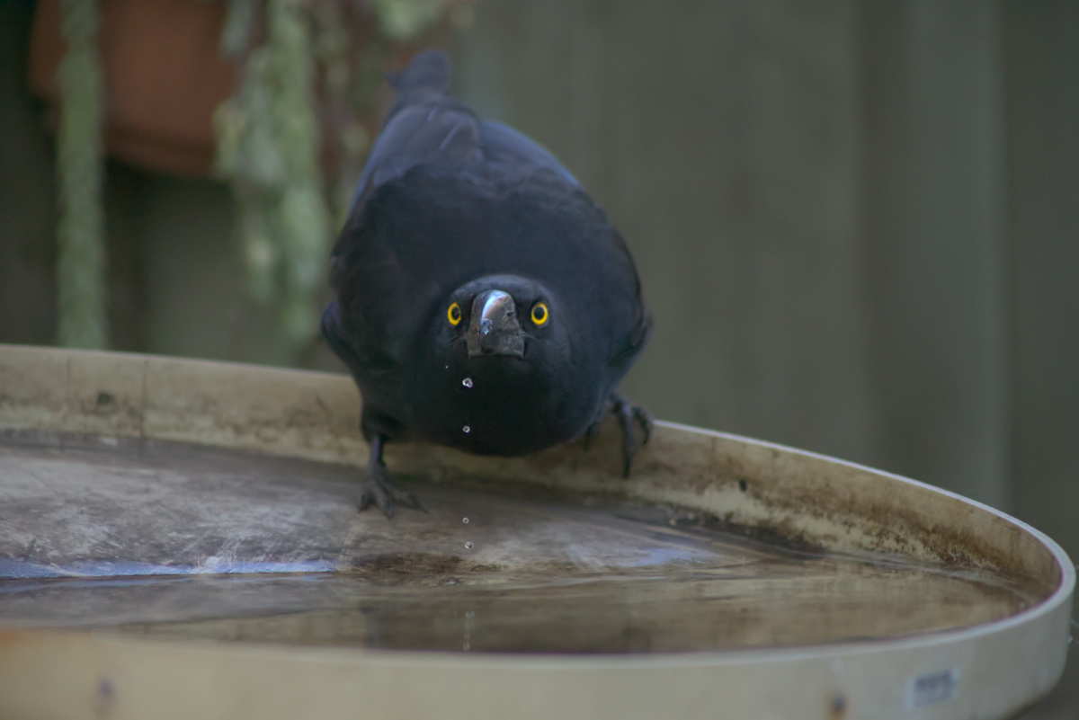 Click image for larger version

Name:	pied currawong2.jpg
Views:	6
Size:	188.6 KB
ID:	513130