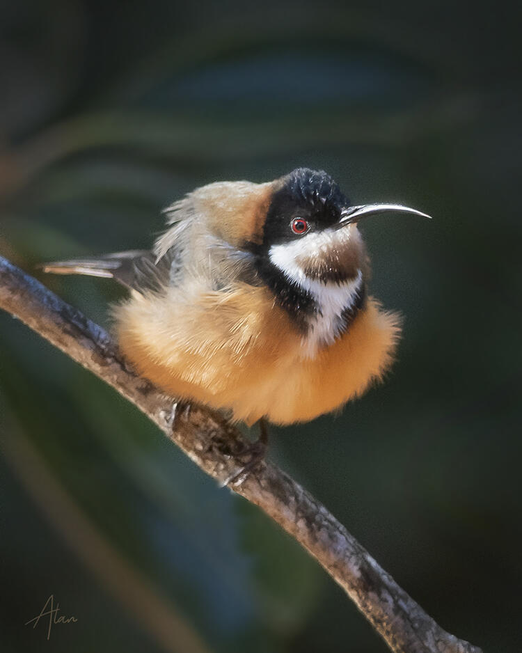 Click image for larger version

Name:	Spinebill PH.jpg
Views:	32
Size:	75.0 KB
ID:	514332