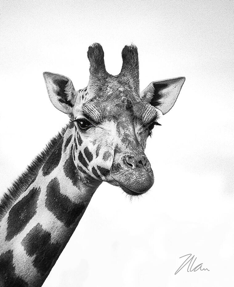 Click image for larger version

Name:	Giraffe 1 PH.jpg
Views:	21
Size:	145.1 KB
ID:	514477